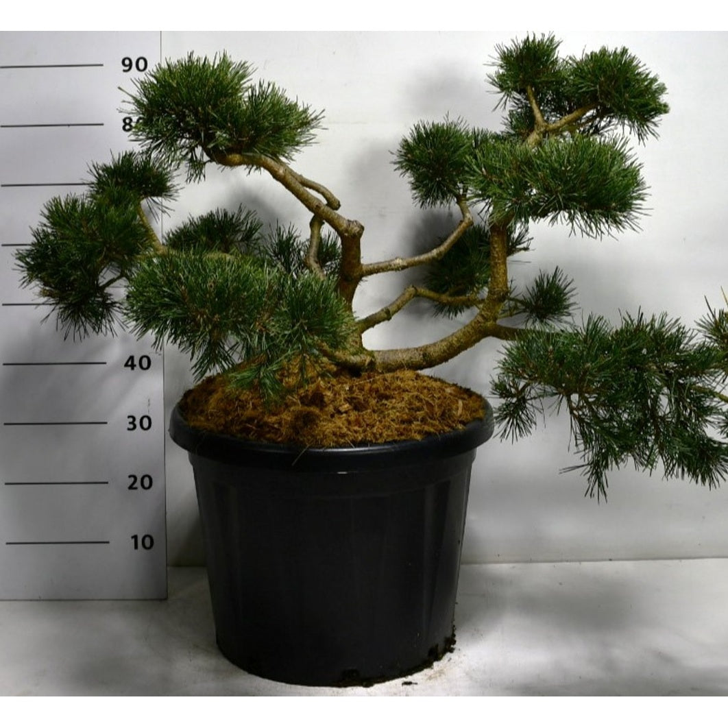 Tall – Pinus sylvestris 'Repens' - C45 70-80 cm. Bonsai